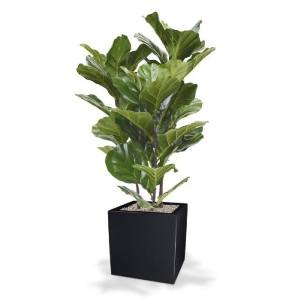 ook wel bekend als de Tabaksplant. De kunstzijden bladeren zijn wat kleiner dan de andere modellen en zijn gemonteerd op 3 individuele stammen