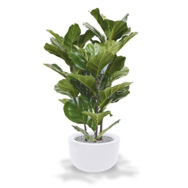 wat deze kunstboom een unieke uitstraling geeft.   De hoogte van de Lyrata is ongeveer 95 cm. De breedte bedraagt wel 60 cm. Zowel in hoge als lage sierpotten komt deze Lyrata prachtig tot zijn recht en brengt hij sfeer bij u thuis of op kantoor!  Standaard wordt de Lyrata in een plastic binnenpot geleverd zodat deze eenvoudig in een sierpot geplaatst kan worden.