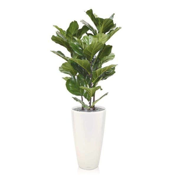 De Lyrata kunstplant 95 cm is een mooie groot bladerige plant