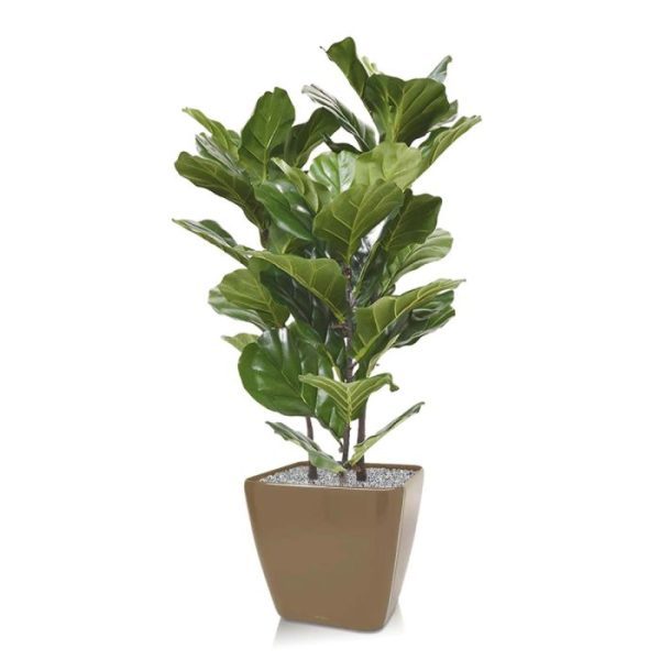 Lyrata kunstplant 95 cm 8