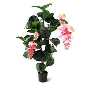 Deze bijzondere Medinella is een lust voor het oog. De Medinelle kunstplant is opgebouwd uit fraai nagemaakte bladeren (met mooie bladnerven) en heeft 2 weelderige bloemen die net als het echte exemplaar schitterend afhangen.   De zijden Medinella is ruim 90 cm hoog en wordt in een plastic binnenpot geleverd.   De plant is geschikt voor zowel lage potten alsook voor een hoge pot. Om een extra luxe plant met veel volume te creëren worden ook vaak 2 planten in een grote plantenbak geplaatst!