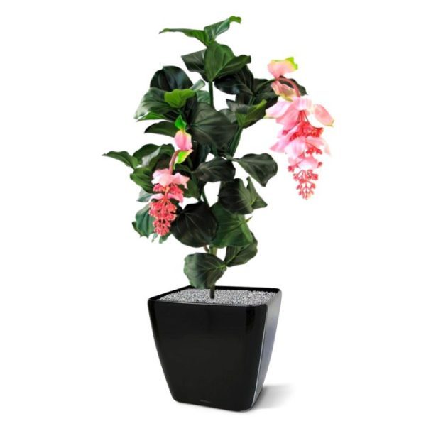 Medinella-kunstplant-deluxe-90-cm-5 Medinella kunstplant deluxe 90 cm 5