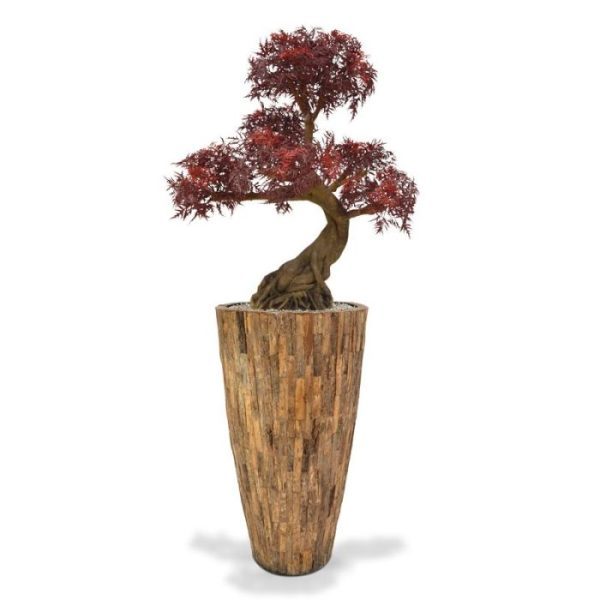 waardoor hij makkelijk in een sierbak te plaatsen is. De voet van de boomstronk is ongeveer 29 x 23 cm.