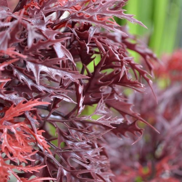 Ming Aralia Bonsai PL Burgundy 90 cm op voet 5