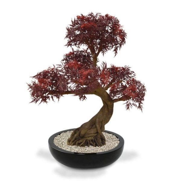 Ming Aralia Bonsai PL Burgundy 90 cm op voet 8