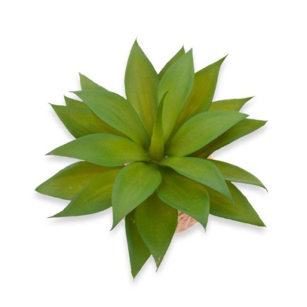 afkomstig uit de Cactus familie.   Deze kunstplant wordt standaard geleverd in een 8 cm touw potje