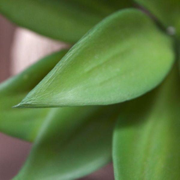 Mini Agave in touw potje 6