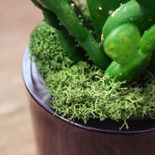 Mini-Cactus-Boeket-20-cm-3 met deze cactusplant zijn prachtige