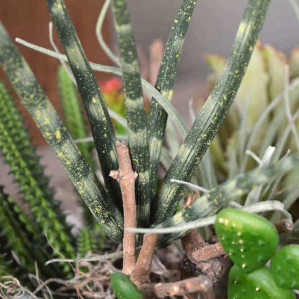 Kunstbloemen ronde bladeren hebben een natuurlijke en zo kenmerkende Sanseveria print. De kunststeker is wordt veel gebruikt in arrangementen om deze decoratief af te kleden en om het een speels karakter te geven. De totale hoogte van de kunst Sanseveria is ongeveer 24 cm. De steel is ongeveer 7 cm en de breedte bedraagt ongeveer 14 cm. De kunstplant wordt als losse steker geleverd. Vanaf 6 stuks profiteert u van de voordeel prijs.