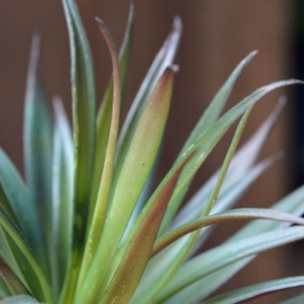 Mini-Marginata-in-touw-potje-4 dus inclusief potje