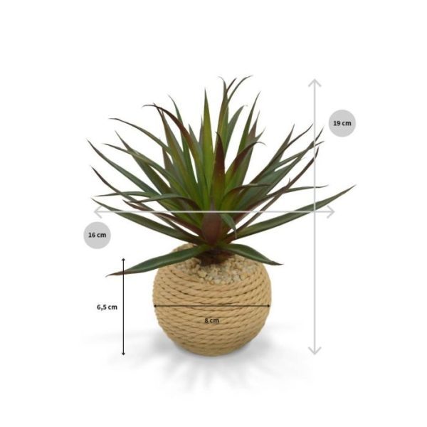 Mini Marginata in touw potje is ongeveer 19 cm. Van 3 stuks profiteert u al van de staffelkorting.