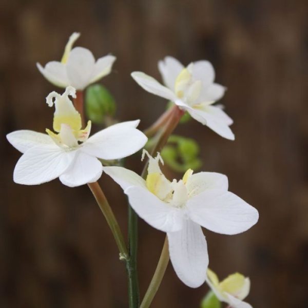 Kunst steelbloemen zijden bloemen van 2 tot 4 cm en kleine natuurgetrouwe bloemknoppen. De bloeiende kunsttak wordt standaard als losse steel geleverd en kan daardoor decoratief verwerkt worden in prachtige kunstboeketten. De kunststeel heeft een lengte van ongeveer 60 cm. De breedte bedraagt ongeveer 16 cm. Vanaf 12 stuks kunt u gebruik maken van de voordeel prijs.