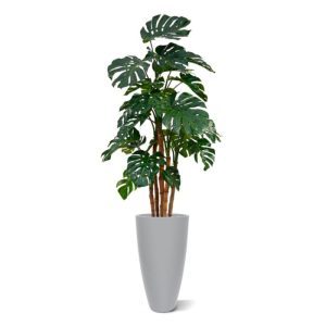 Deze reusachtige Monstera Deluxe