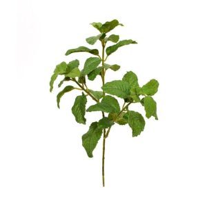 Met deze nagemaakte munttak van 25 cm kunt u uw eigen kruidentuin beginnen. Door de enigszins grillige en gebobbelde frisgroene bladeren en vele vertakkingen is dit kunst kruid haast niet van echt te onderscheiden. U kunt zelfs de karakteristieke bruine plekjes op de steel ontdekken en de kartels rond de bladeren voelen.  Deze prachtige en levensechte kunsttak met is ± 28 cm inclusief steel. Standaard wordt de munt kunsttak als los boeket geleverd. Dit biedt u de mogelijkheid om er plantenbakken met meerdere takken mee op te steken of om als los boeket in een pot te plaatsen. Helemaal passend bij de huidige trend van de eetbare tuin. Deze kunstmunttak is ook verkrijgbaar in een kweekpotje van 10 cm.