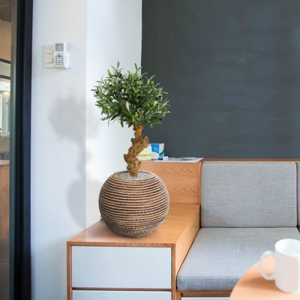 Olijf Bonsai Deluxe 60cm op voet 10