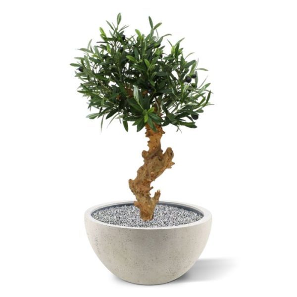 Olijf Bonsai Deluxe 60cm op voet 2