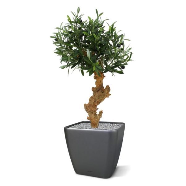 Olijf Bonsai Deluxe 60cm op voet 3