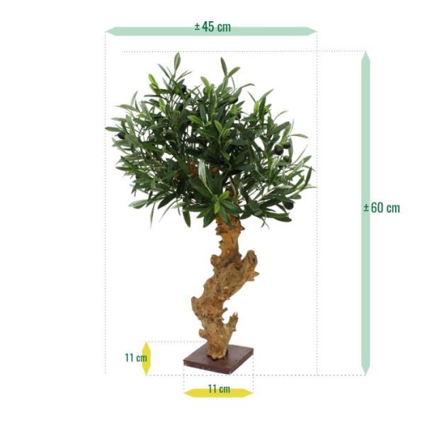 Olijf Bonsai Deluxe 60cm op voet 4