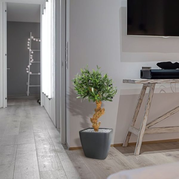 Olijf Bonsai Deluxe 60cm op voet 5