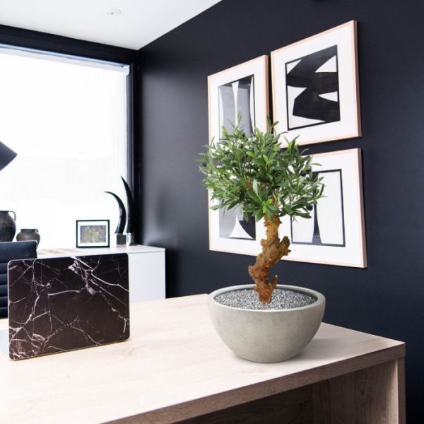 Olijf Bonsai Deluxe 60cm op voet 6
