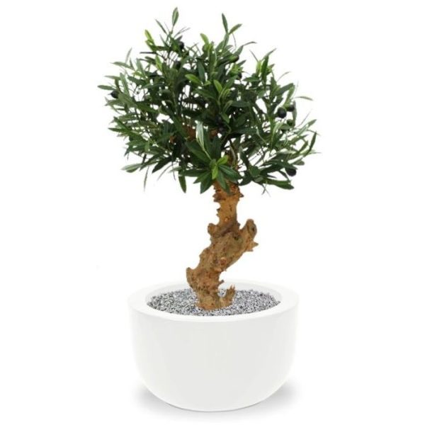 Dit kunstzijden Olijf Bonsai boompje is een verrijking voor de vensterbank of op een mooi dressoir. U haalt er de mediteraanse sfeer in een handomdraai mee in huis! Zowel de 624 Olijf blaadjes als de 24 olijven zijn niet bijna van echt te onderscheiden. De robuuste (echte) houten stronk maakt deze kunst Olijfbonsai extra bijzonder. De hoogte van de Olijf Bonsai is ±60cm en de diameter is zo'n 40cm op het breedste punt. De Olijf wordt geleverd op een houten voet