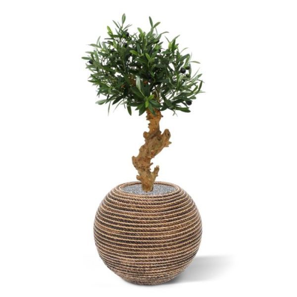 Olijf Bonsai Deluxe 60cm op voet 9