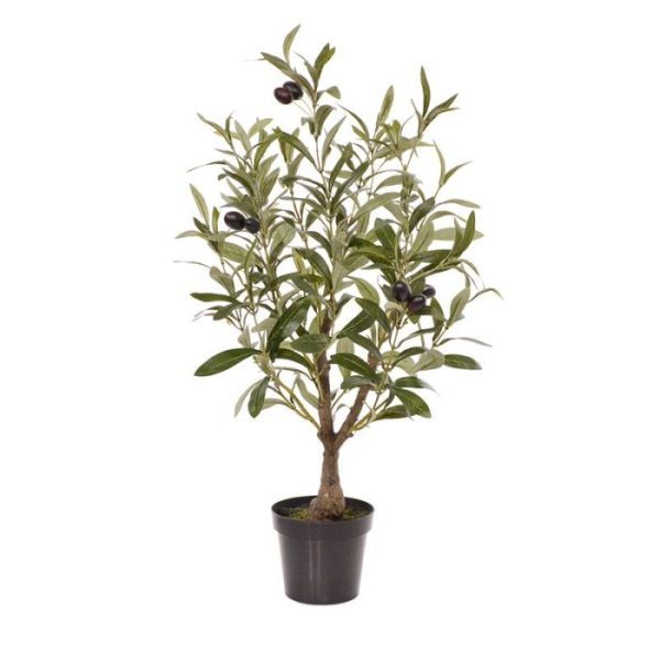 de langwerpige bladeren en natuurlijk de olijven zelf. Ideaal voor evenementen