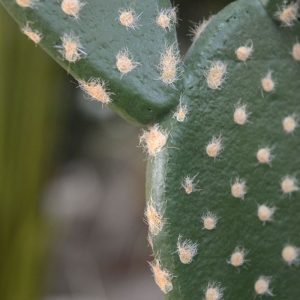 Dit nagemaakte Opuntia Cactus boeket is beter bekend als de schijven- of vijgen cactus. De kunstplant heeft meerdere druppelvormige schijven die schuin op elkaar zijn gemonteerd. De vele kussens bevatten zeer verfijnd nagemaakte zachte stekels.   De hoogte van deze kunstmatige Vijgen Cactus is ongeveer 41 cm