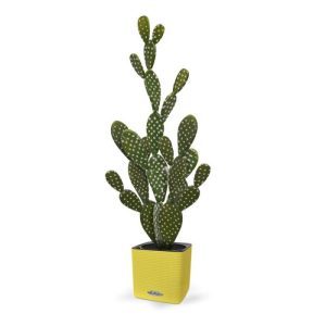 Dit nagemaakte Opuntia Cactus boeket is beter bekend als de schijven- of vijgen cactus. De kunstplant heeft meerdere druppelvormige schijven die schuin op elkaar zijn gemonteerd. De vele kussens bevatten zeer verfijnd nagemaakte zachte stekels. De hoogte van deze kunstmatige Vijgen Cactus is ongeveer 64 cm