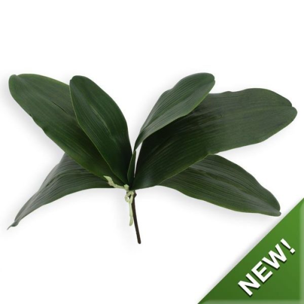 Orchidee Bladtoef XL x6 2