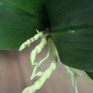 Deze Orchidee Bladtoef XL x6 dient als basis product voor vele mogelijkheden en is opgebouwd uit 6 grote bladeren en luchtwortels. Standaard wordt dit kunstboeket geleverd zonder pot