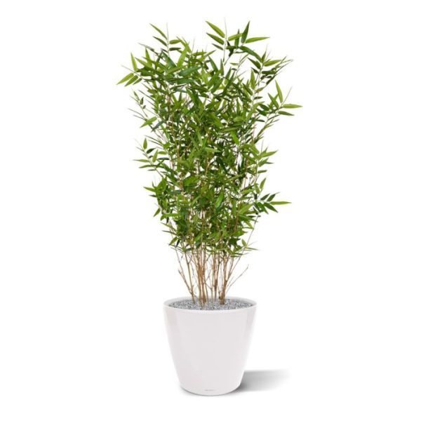 De Oriental Bamboe is de verfijnde kunstplant voor zowel thuis als op kantoor! Deze Oriental Bamboe kenmerkt zich ten opzichte van andere bamboe's doordat de blaadjes kleiner zijn en bijna direct uit de stam groeien. Ook bevat de Oriental Bamboe meer echte