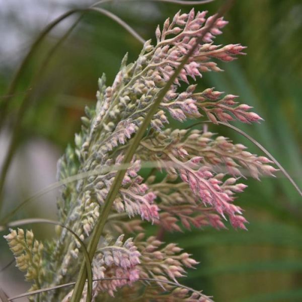 Pampas kunst grasplant 120cm in pot Ja