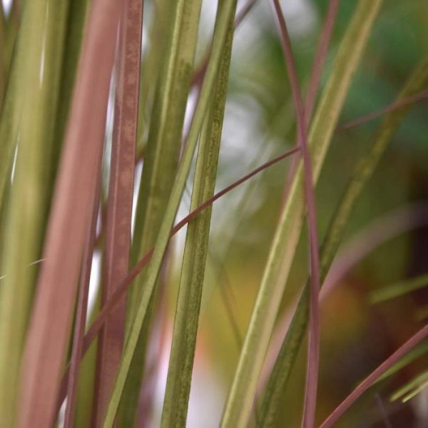 Kunstplanten wat houden we toch van dit heerlijke gras van de Pampasgras kunstplant. Zo moedig rechtop staand en toch flexibel buigend in de wind