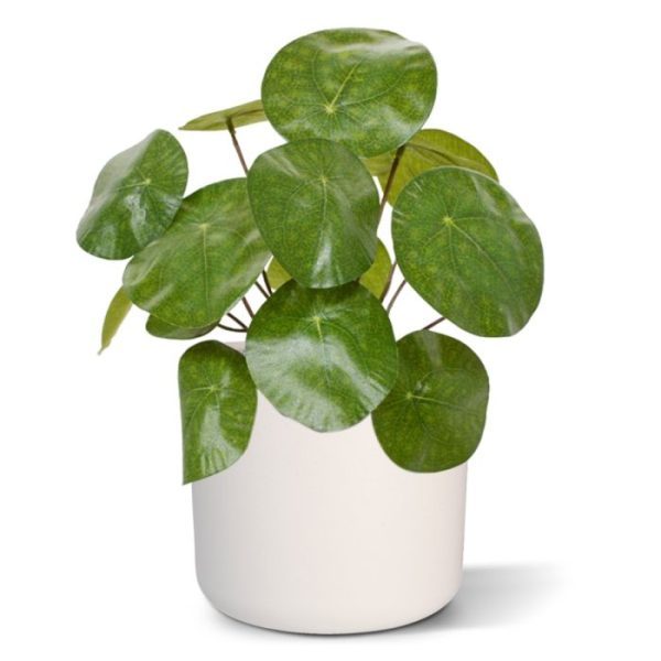 ronde bladeren die net op 'groene pannenkoeken' lijken. De glanzende