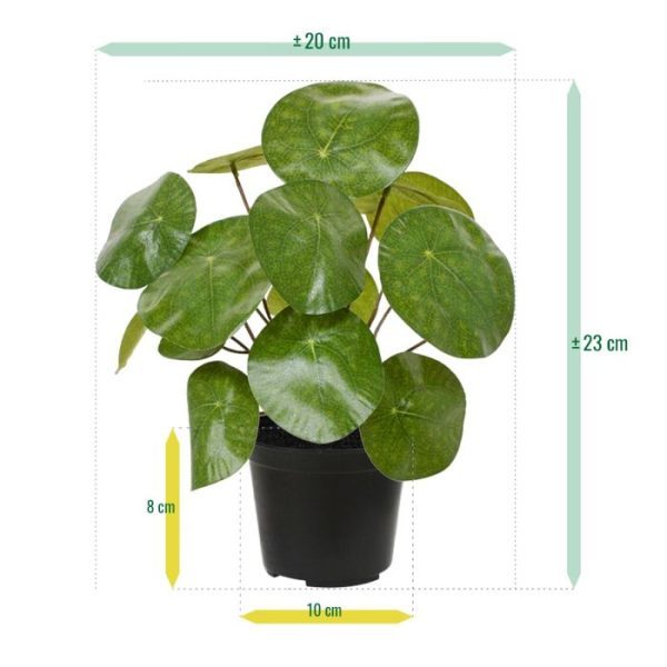 dikke bladeren van deze prachtig nagemaakte Pannenkoekplant balanceren vrolijk op hun lange