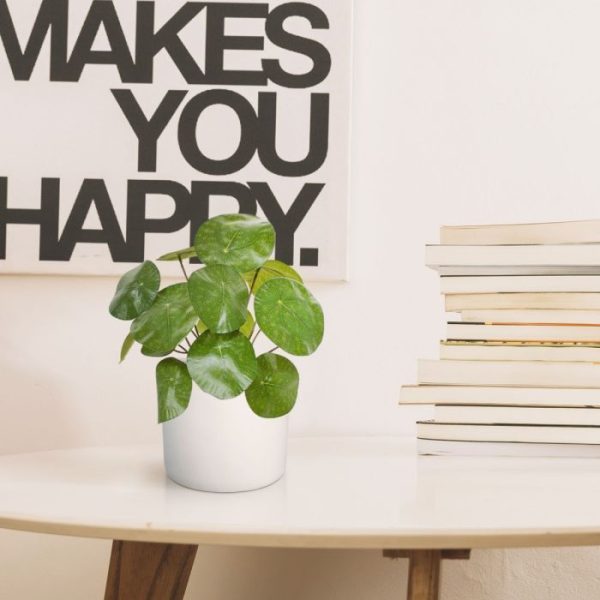 dunne en soms wat kronkelige stengels die niet in het midden maar aan de zijkant van het blad eindigen. De hoogte van deze zeer natuurgetrouwe Pannekoekplant met prachtige tekeningen op het blad is ± 23 cm incl pot. Standaard wordt de Pannenkoek plant geleverd in een kweek potje van 10 cm zodat u de plant direct in een mooie sierpot kunt plaatsen. De pannenkoekplant is ook verkrijgbaar als los boeket.