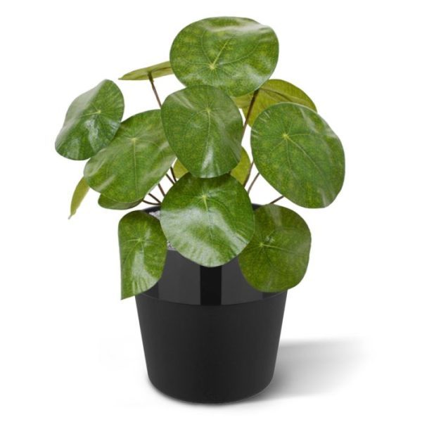 Deze kunst Pannenkoek plant ofwel de Pilea peperomioides is een opvallende verschijning met zijn platte