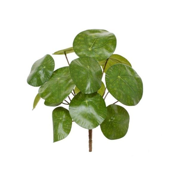 of met meerderen in een luxe schaal. Deze pannenkoekplant is ook in een kweekpotje van 10 cm verkrijgbaar.