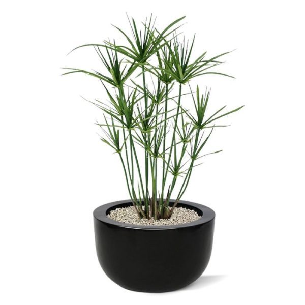 Papyrus 65 cm kunstplant De speelse Papyrus kunstplant is een mooie aanvulling op het assortiment kunstgras planten.  Dit model heeft met zijn vele zijscheuten een goedgevulde en natuurlijke uitstraling! Met een hoogte van ongeveer 65 cm en een breedte van ongeveer 35 cm kan de kunstplant in verschillende sierpotten gepresenteerd worden.  De Papyrus wordt in een standaard plastic binnenpot geleverd.