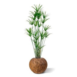 De speelse Papyrus kunstplant is een mooie aanvulling op het assortiment kunstgras planten. Dit model heeft met zijn vele zijscheuten een goedgevulde en natuurlijke uitstraling! Met een hoogte van ongeveer 180 cm kan de kunstplant zowel in een hoge als in een lage sierpot gepresenteerd worden. De breedte bedraagt ongeveer 90 cm. De Papyrus Deluxe wordt in een standaard plastic binnenpot geleverd.