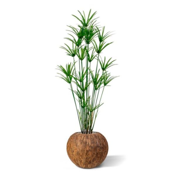 Papyrus Deluxe 175 cm kunstplant De speelse Papyrus kunstplant is een mooie aanvulling op het assortiment kunstgras planten. Dit model heeft met zijn vele zijscheuten een goedgevulde en natuurlijke uitstraling! Met een hoogte van ongeveer 180 cm kan de kunstplant zowel in een hoge als in een lage sierpot gepresenteerd worden. De breedte bedraagt ongeveer 90 cm. De Papyrus Deluxe wordt in een standaard plastic binnenpot geleverd.