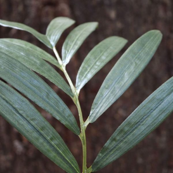 Kunstbloemen zodat ze makkelijk te verwerken zijn in arrangementen en kunstboeketten voor een decoratief geheel. Deze Parlour bladtak heeft totaal 12 kunstzijden blaadjes van verschillende grootten en een gedetailleerde bladprint. De totale lengte is circa 60 cm. De breedte is ongeveer 29 cm. Meer weten? Vraag ons naar de diverse mogelijkheden en toepassingen!