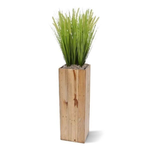 Pennisetum Pluimgras boeket 50cm 10