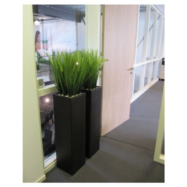 Pennisetum Pluimgras boeket 50cm 3