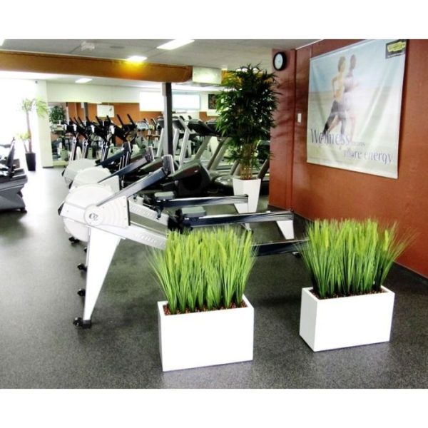 Pennisetum Pluimgras boeket 50cm 8