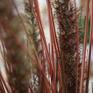 Dit Pennisetum Pluimgras kunstboeket 75 cm in herfst kleuren is perfect te gebruiken om plantenbakken en luxe schalen mee op te steken. Door zijn opbouw staat het kunstpluimgras bijzonder goed op hoge potten