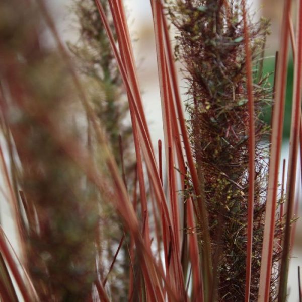 Pennisetum Pluimgras kunstboeket 75 cm herfst Dit Pennisetum Pluimgras kunstboeket 75 cm in herfst kleuren is perfect te gebruiken om plantenbakken en luxe schalen mee op te steken. Door zijn opbouw staat het kunstpluimgras bijzonder goed op hoge potten