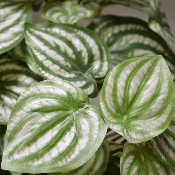 Peperomia-kunstplant-30-cm-in-pot-4 Peperomia kunstplant 30 cm in pot 4