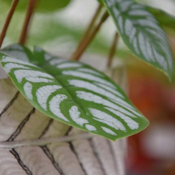 Hier worden we dus instantly blij van! Kijk die vrolijke ovale blaadjes op hun kronkelende steelaanzet en geniet van die zilveren bladtekening die zo mooi afsteekt bij de rest van het groen. Dit is toch wat u wilt zien als u een bijzonder boeket als deze kunst Peperomia op tafel